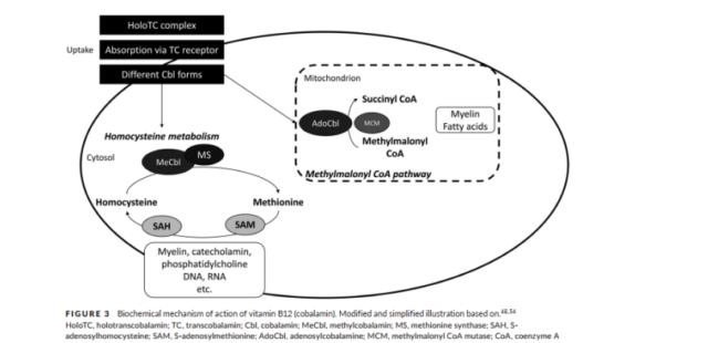 The Crucial Role of Neurotropic B Vitamins in Polyneuropathy: Clinical Insights